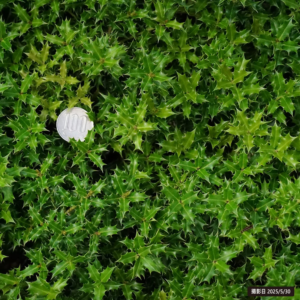 ヒメヒイラギ アマミヒイラギ 1