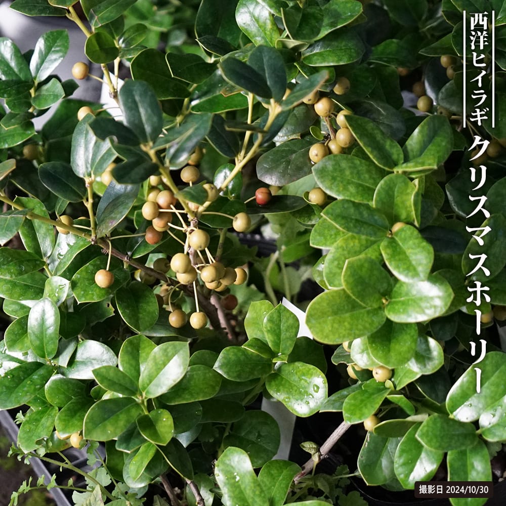 ヒイラギ 香姫 