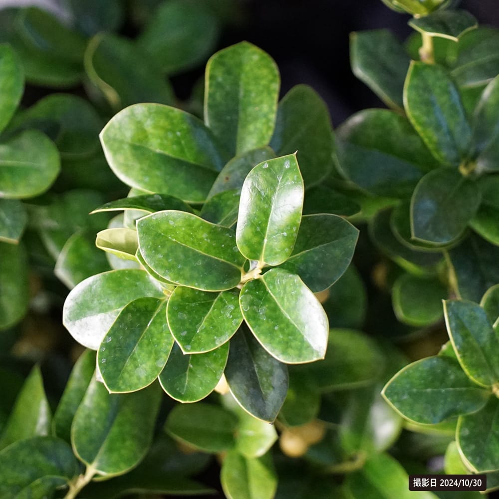 ヒイラギ 香姫 1