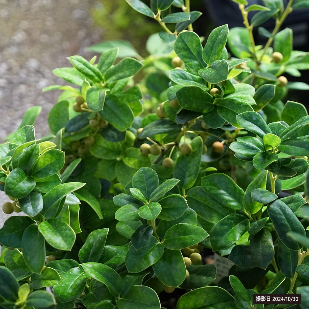 ヒイラギ 香姫 2