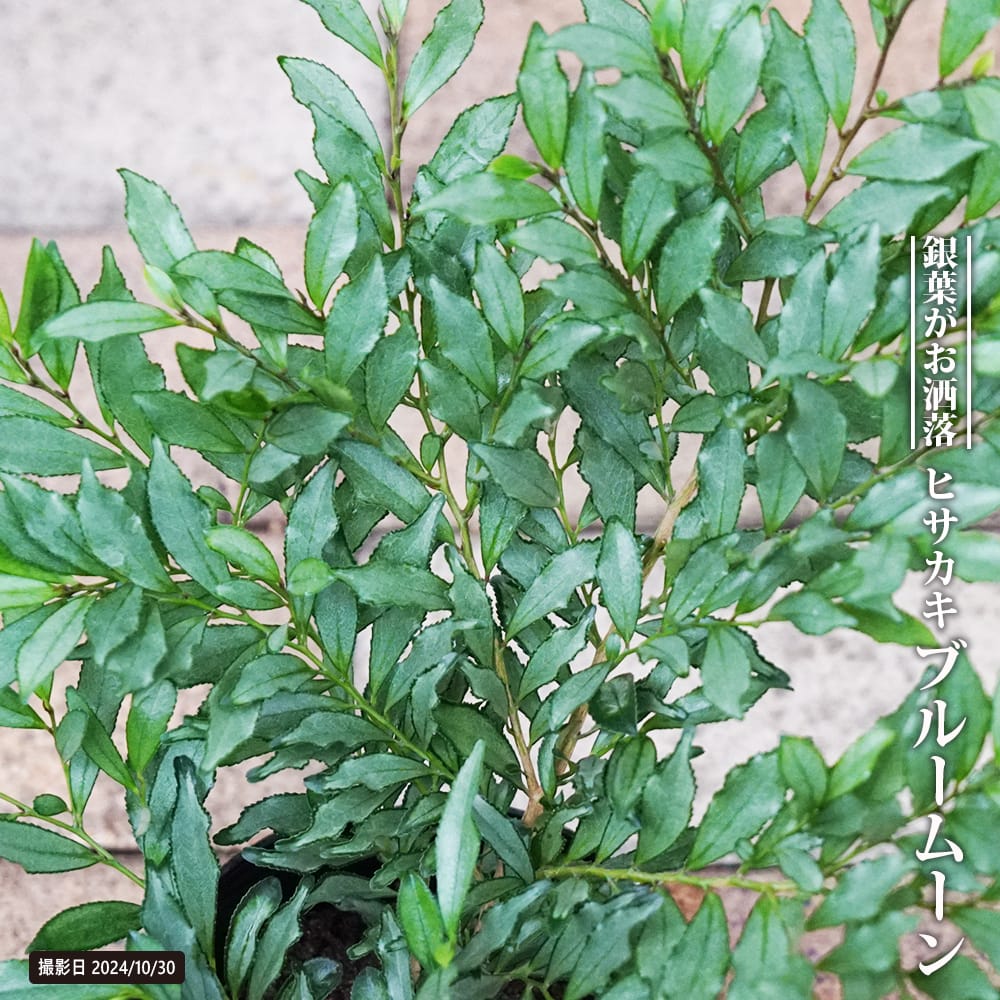 ヒサカキ ブルームーン 苗 販売 苗木部 By 花ひろばオンライン