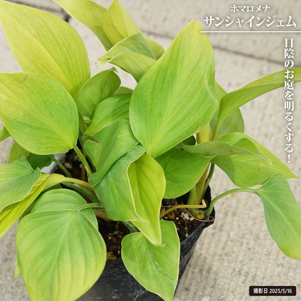 ホマロメナ サンシャインジェム 