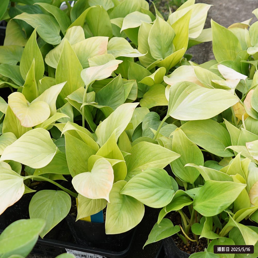 ホマロメナ サンシャインジェム 1