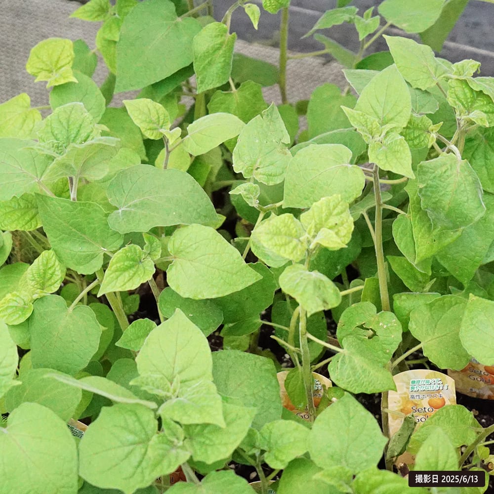 食用ほおずき 瀬戸ゴールド 1