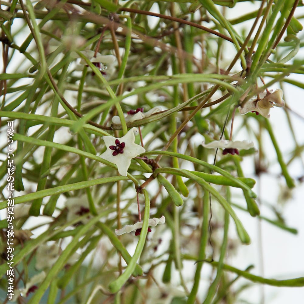 ホヤ レツーサ 2