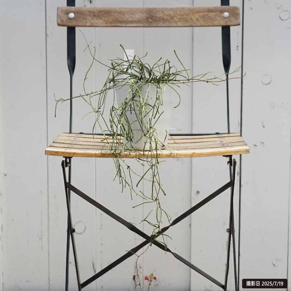 ホヤ レツーサ 1