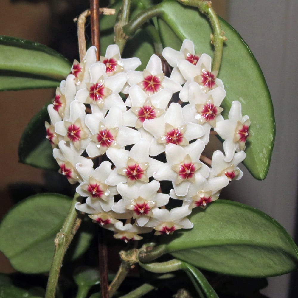 ホヤ カルノーサ 苗 販売 苗木部 By 花ひろばオンライン