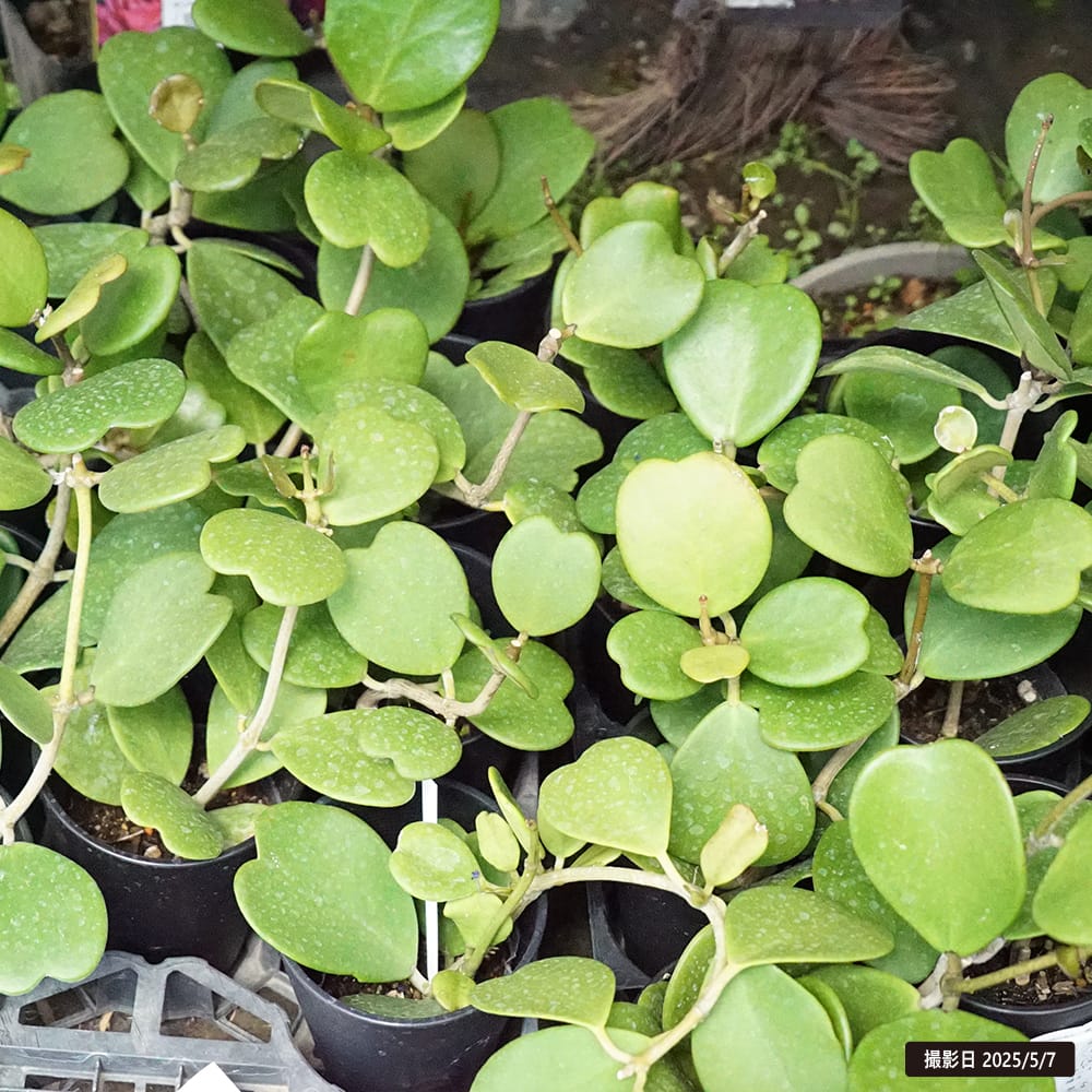 ホヤ カーリー 2