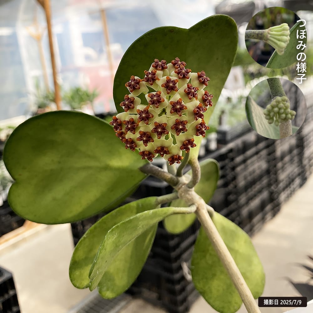 ホヤ カーリー 3