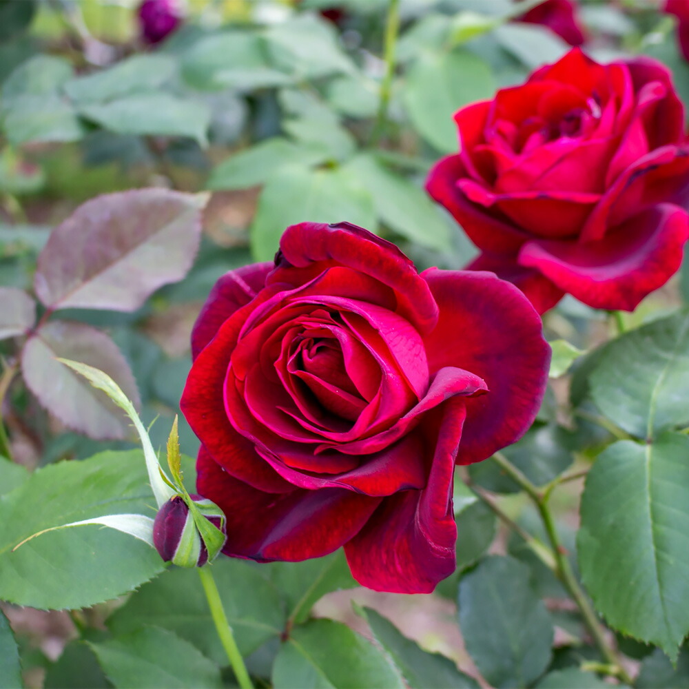 バラ パパメイアン 3