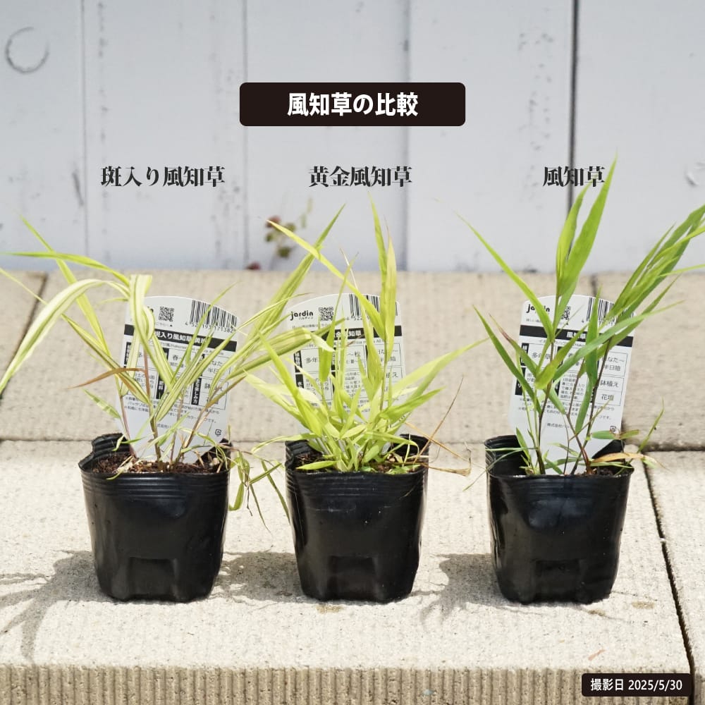 フウチソウ 黄金風知草 1