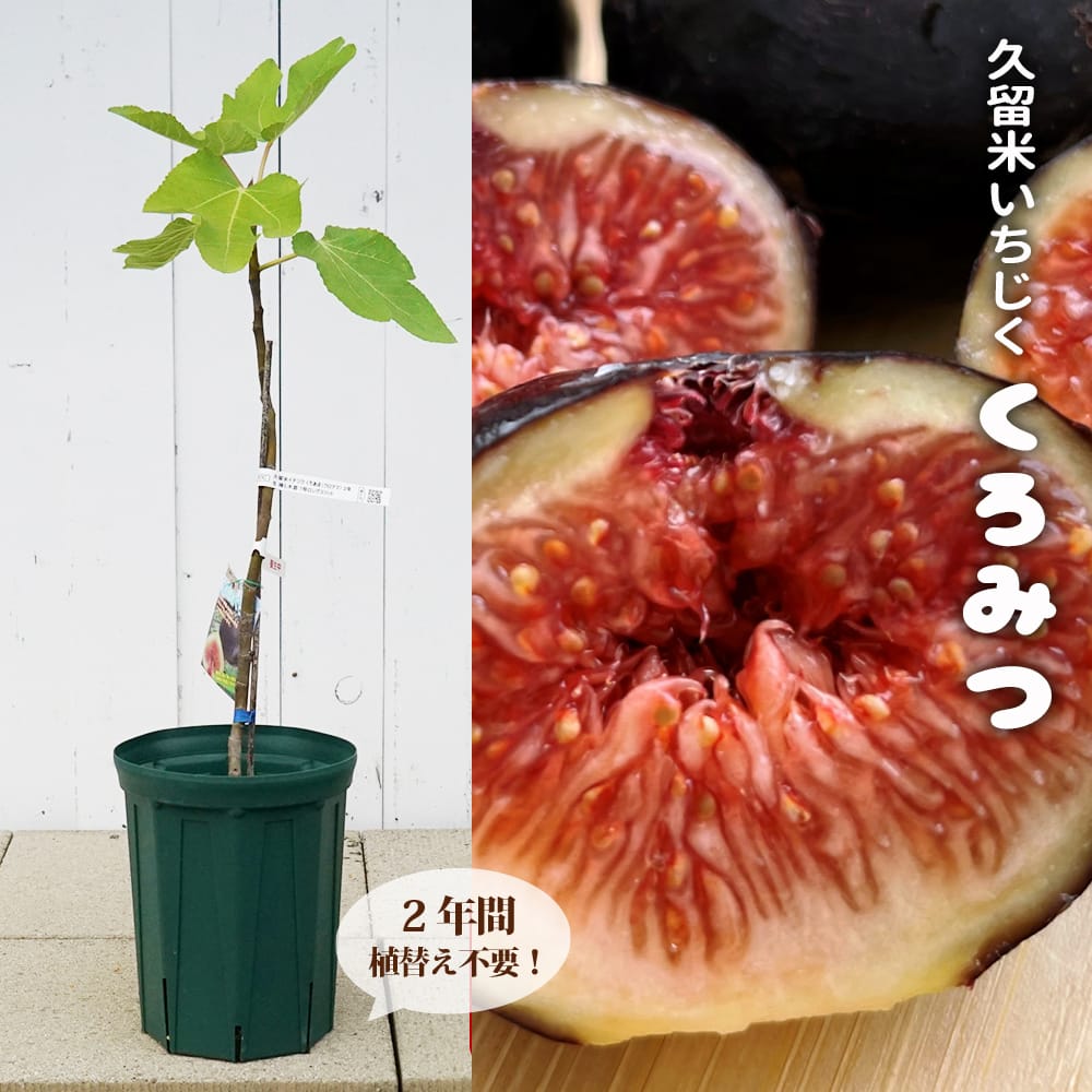 イチジク 久留米くろみつ 苗 通販 苗木部 By 花ひろばオンライン