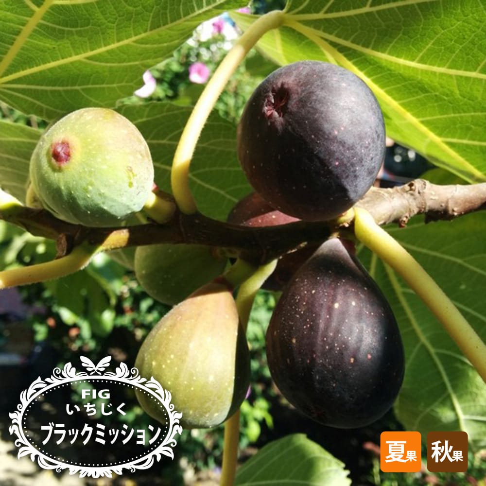 イチジク 夏秋兼用種 ブラックミッション 苗 販売 苗木部 By 花ひろば