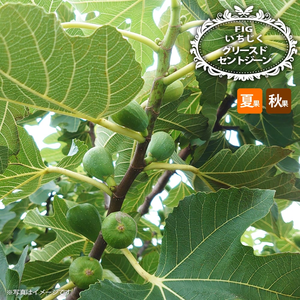 イチジク 夏秋兼用種 グリースドセントジーンの通販 苗木部 By 花