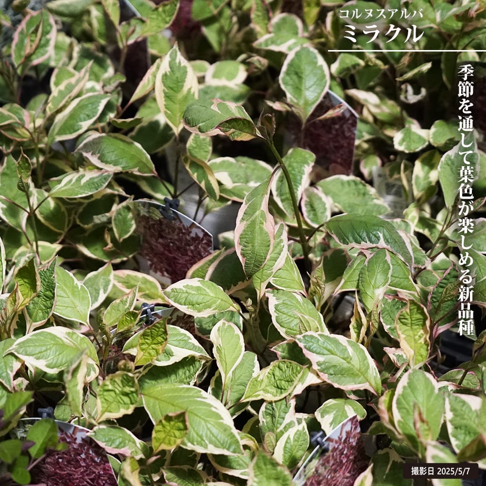 コルヌスアルバ ミラクル 