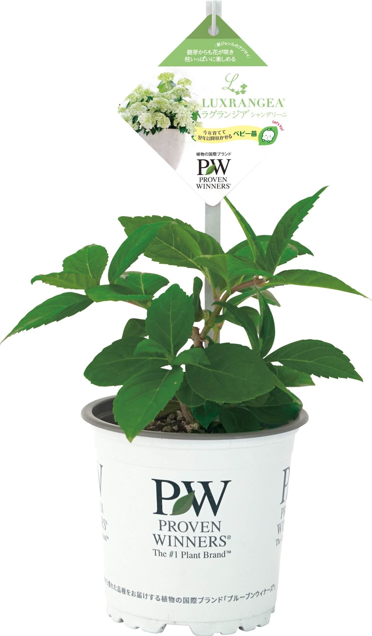 ラグランジア（R) シャンデリーニ 