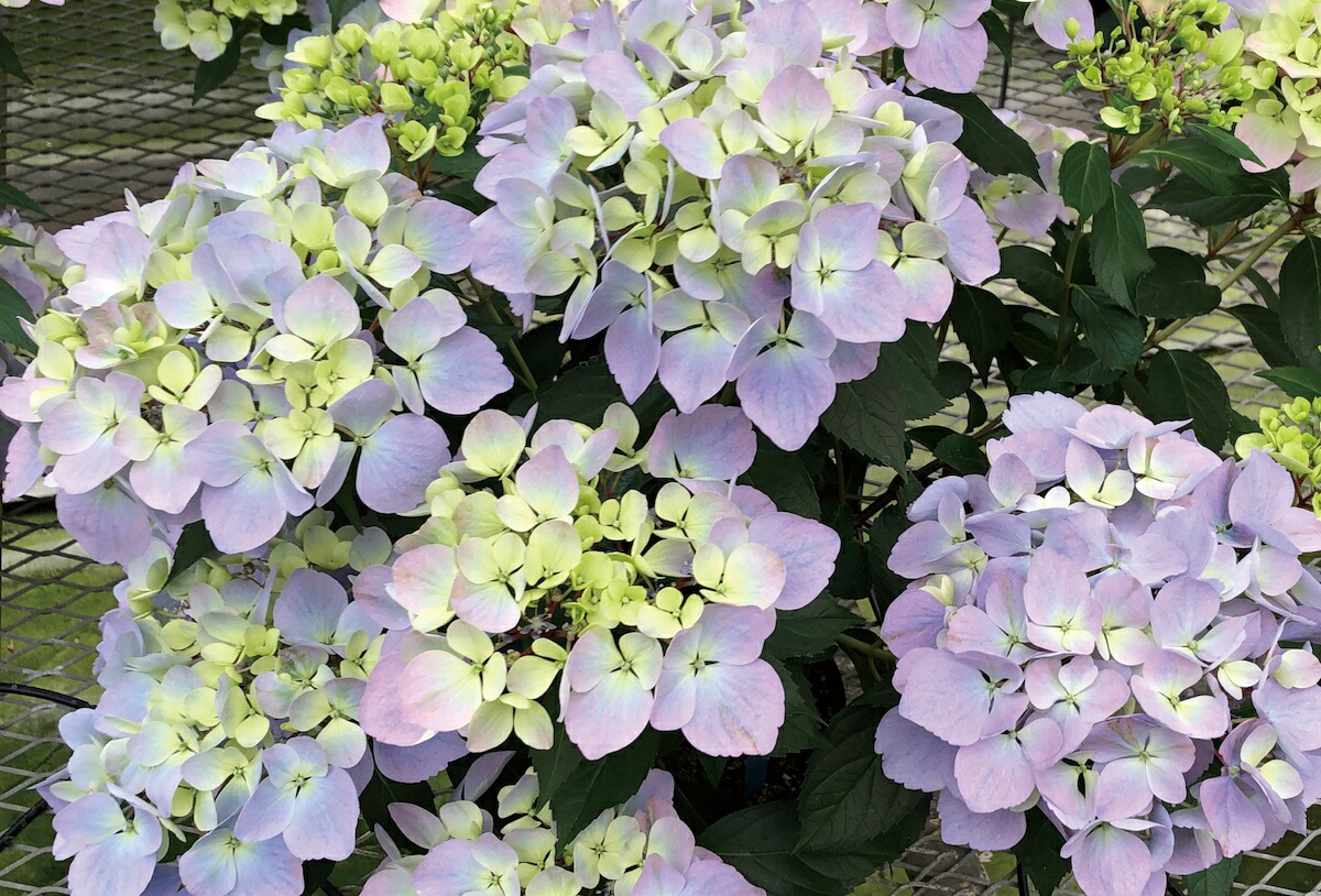  クリスタルベール2 6