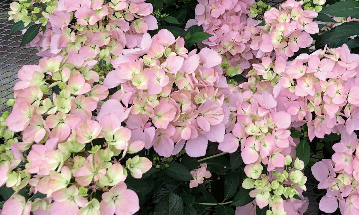 ラグランジア（R) クリスタルヴェール2