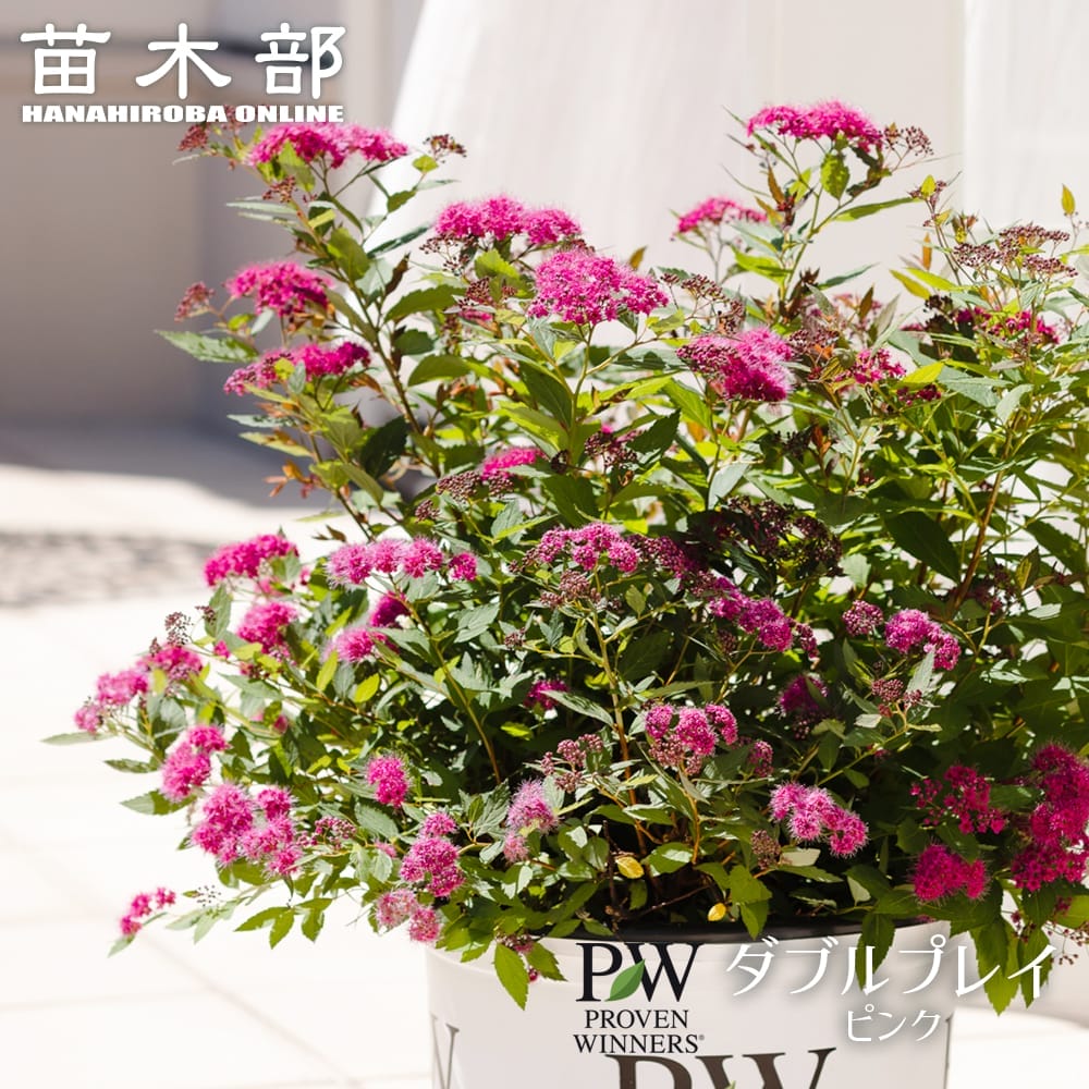 シモツケ ダブルプレイ ピンク 