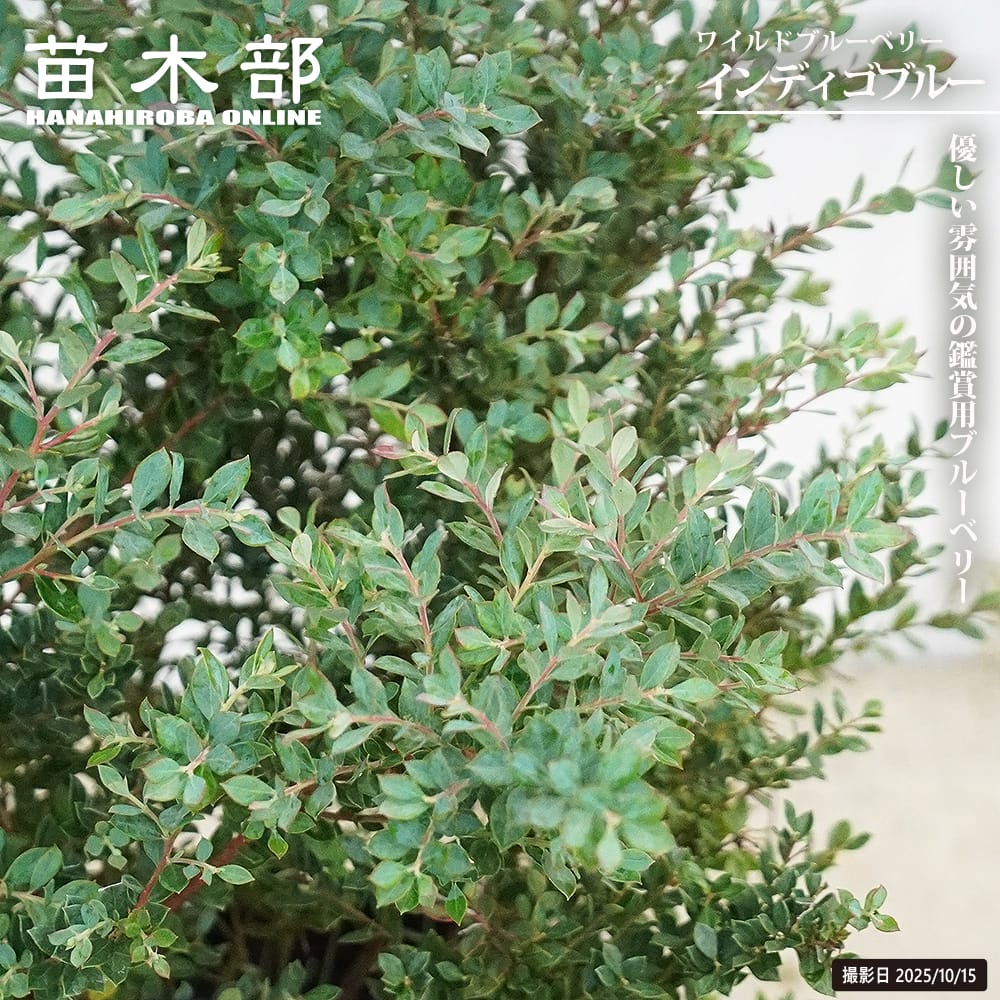 ブルーベリー インディゴブルー 苗 通販 苗木部 By 花ひろばオンライン