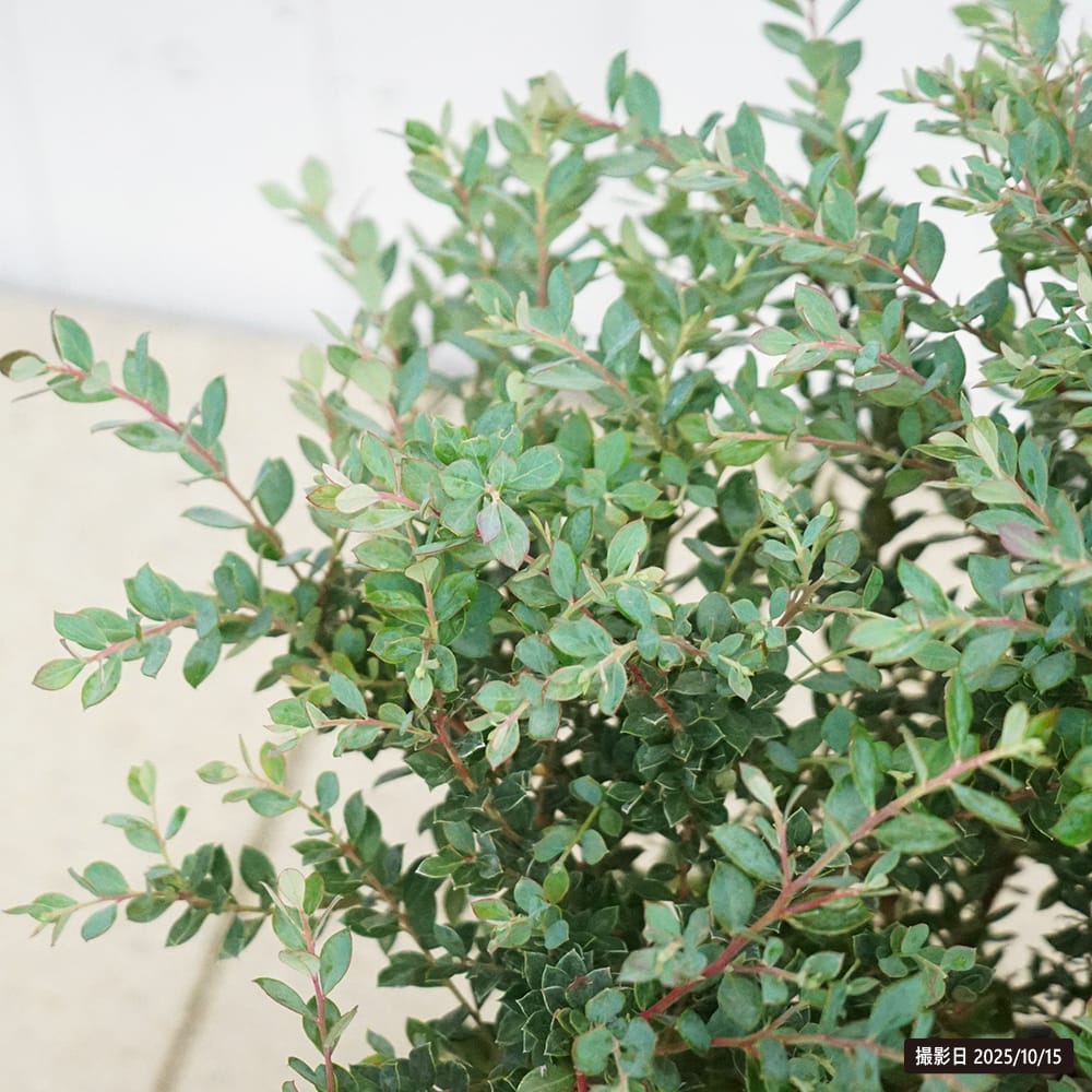 ブルーベリー インディゴブルー 苗 通販 苗木部 By 花ひろばオンライン