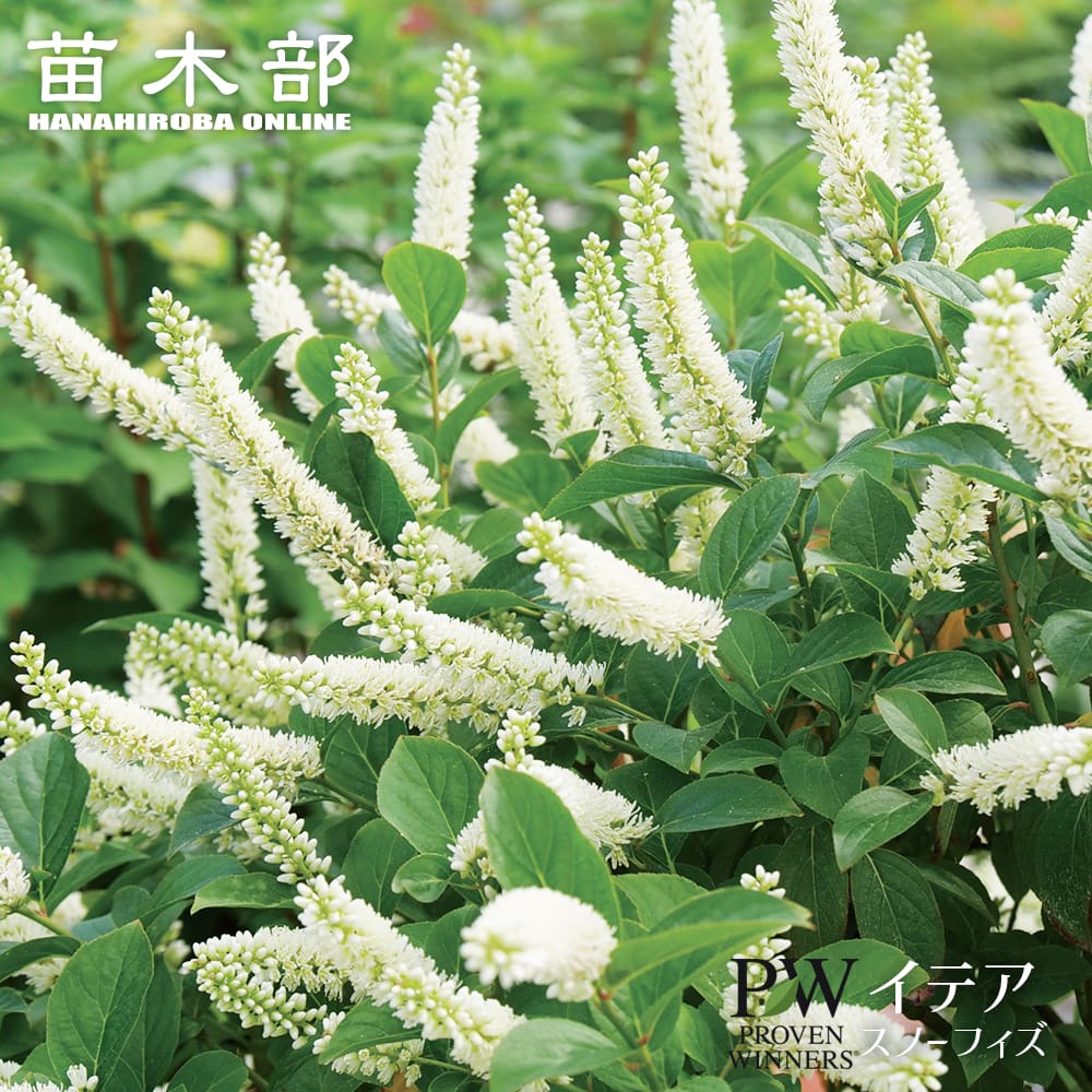 コバノズイナ スノーフィズ 