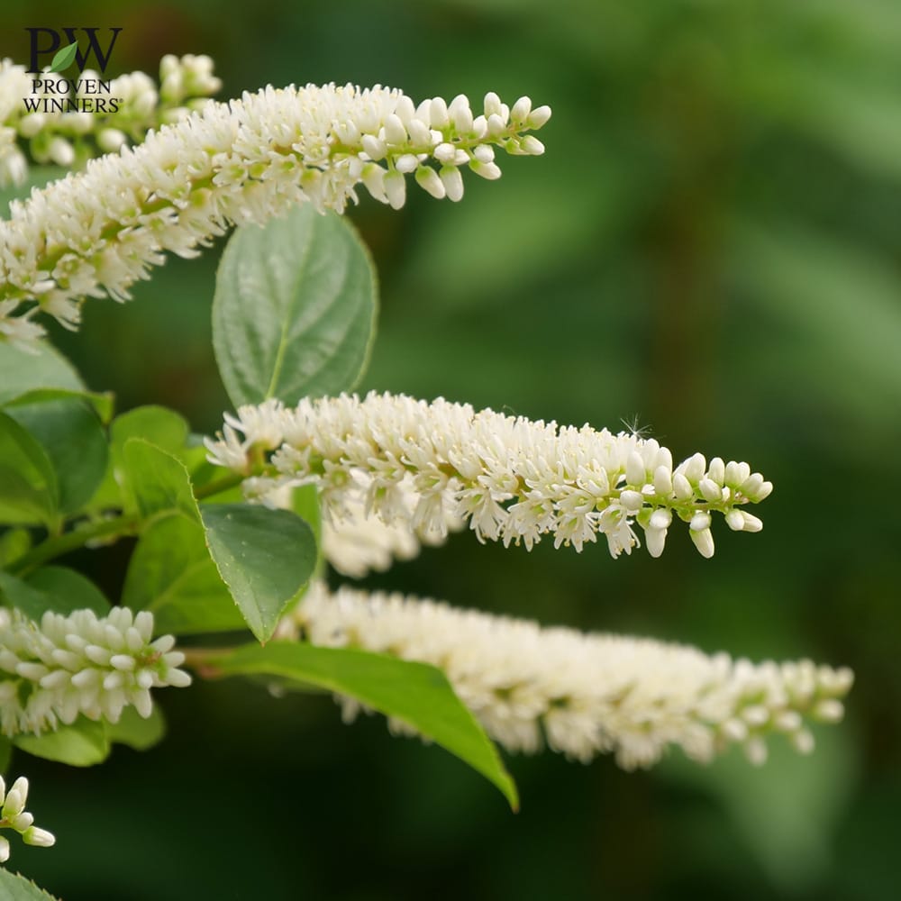 コバノズイナ スノーフィズ 1