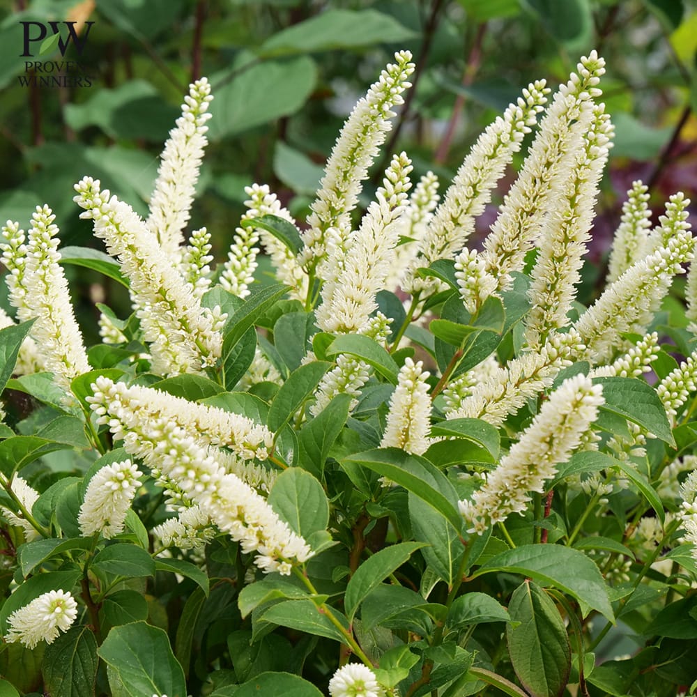 コバノズイナ スノーフィズ 3