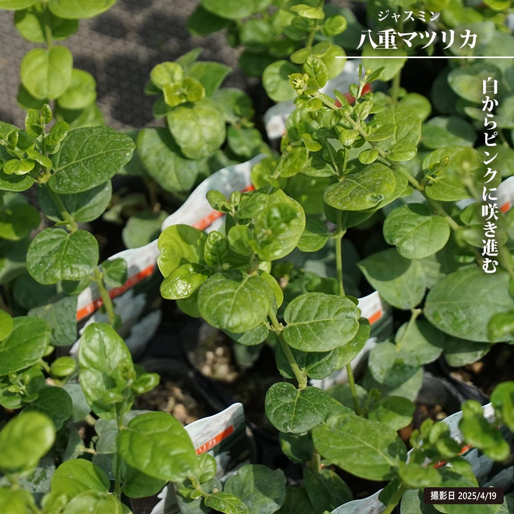 ジャスミン 八重マツリカ 苗 販売 苗木部 By 花ひろばオンライン