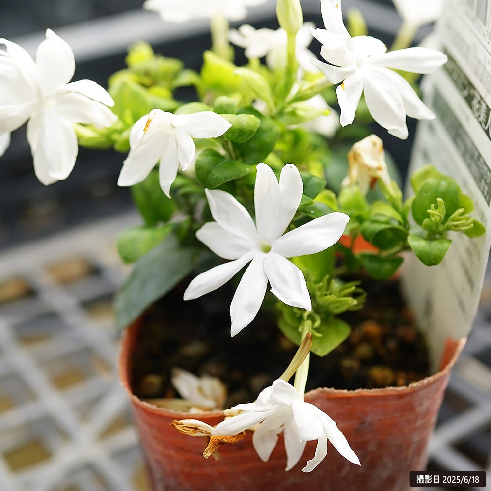 ジャスミン 花美人 苗 販売 苗木部 By 花ひろばオンライン