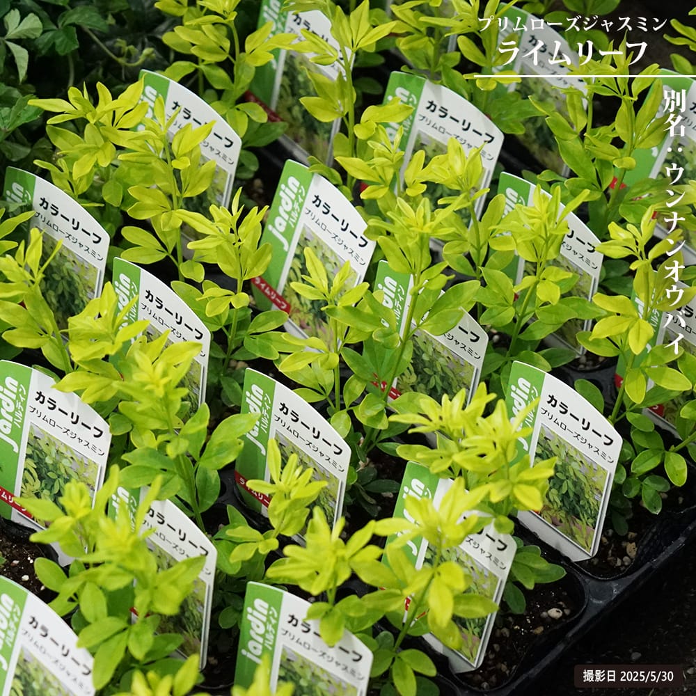 ウンナンオウバイ ライムリーフ 