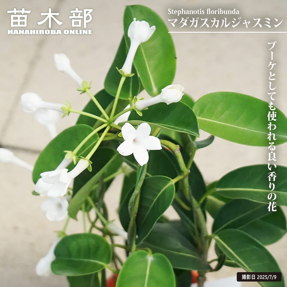 マダガスカルジャスミン マダガスカルジャスミン 