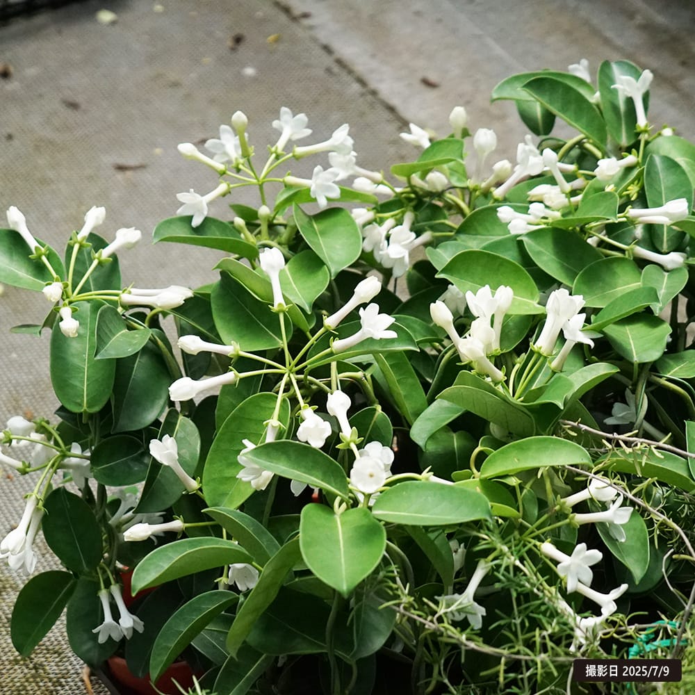 マダガスカルジャスミン マダガスカルジャスミン 1