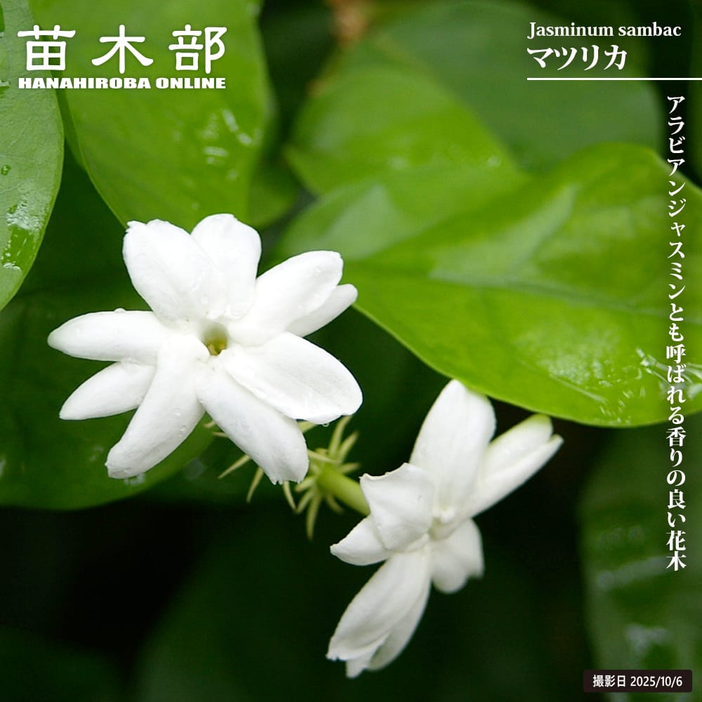 ジャスミン マツリカ 