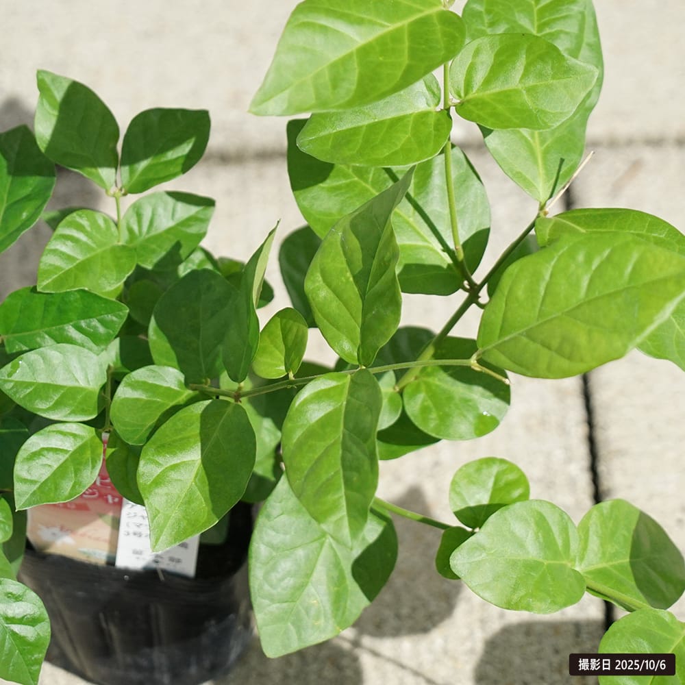 ジャスミン マツリカ 3