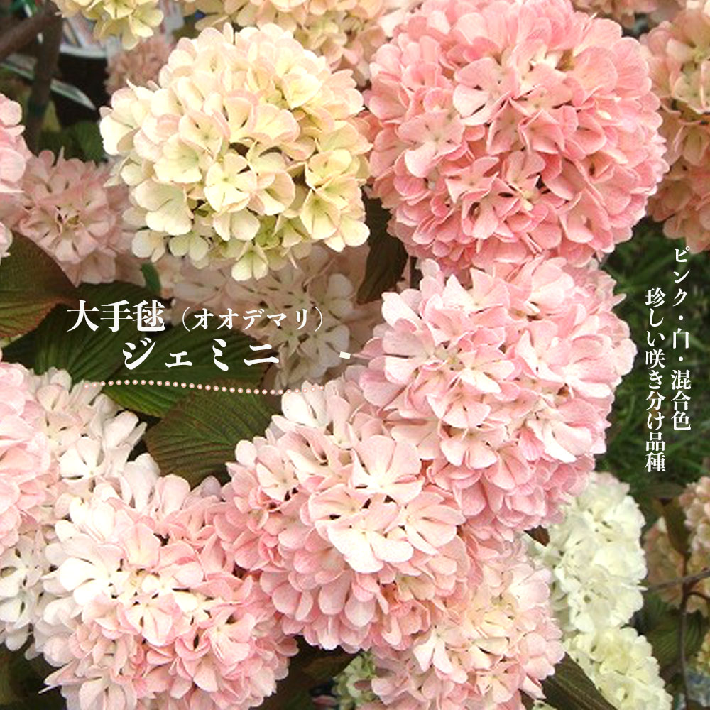 ビバーナム ピンクオオデマリ ジェミニ 