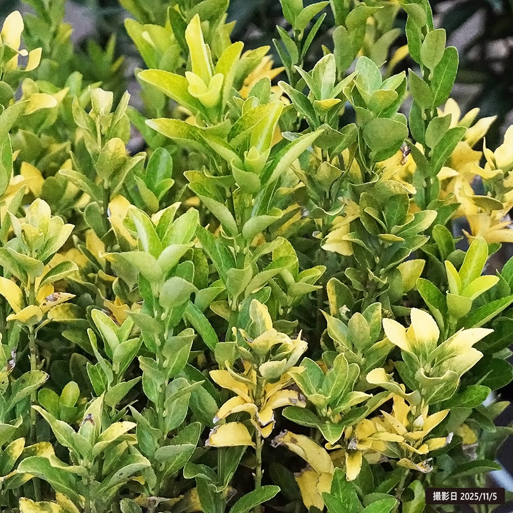 マサキ オウゴンマサキ 1