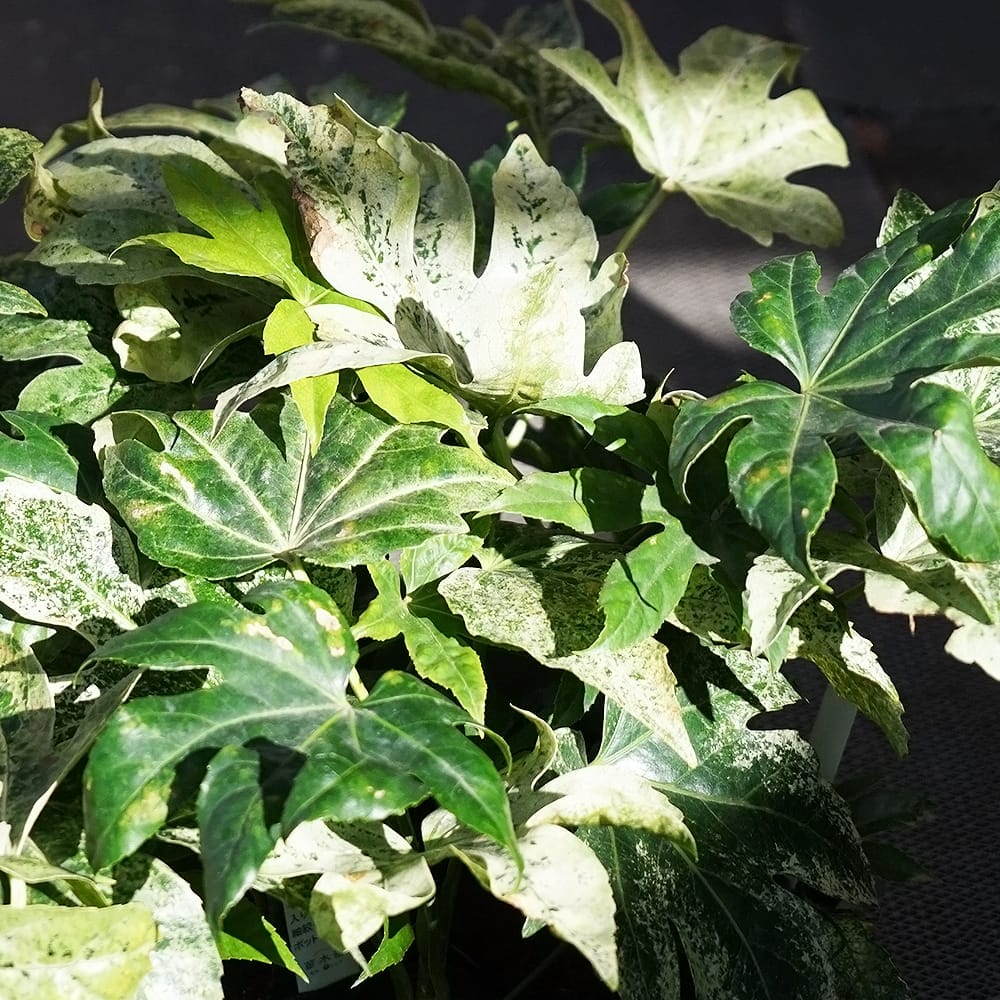 ヤツデ 紬絞り 1