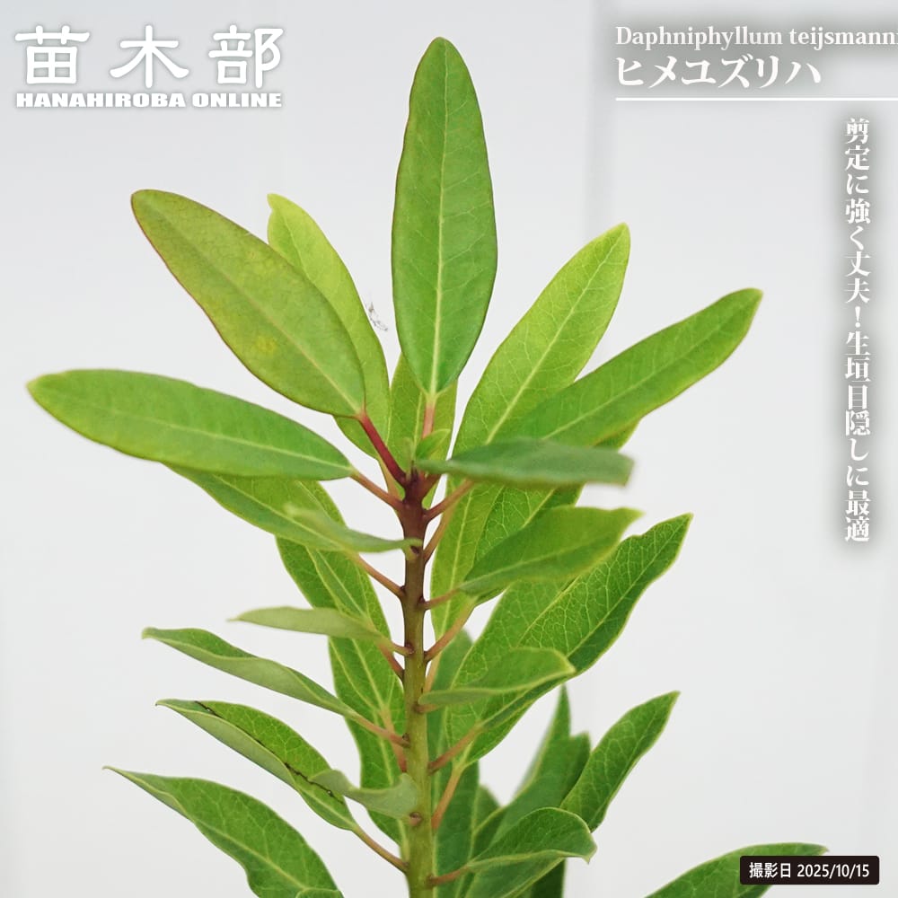 ユズリハ ヒメユズリハ 