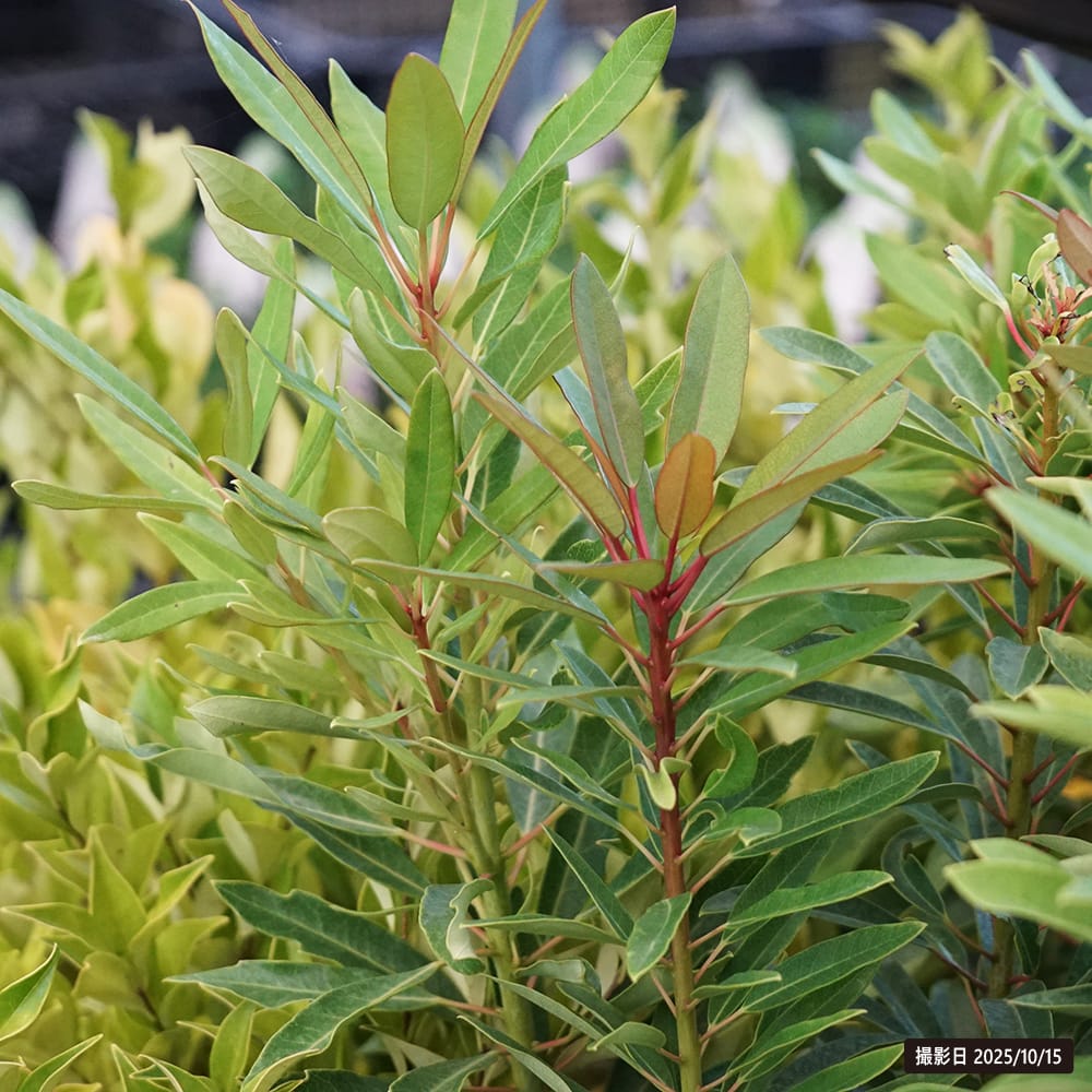 ユズリハ ヒメユズリハ 1