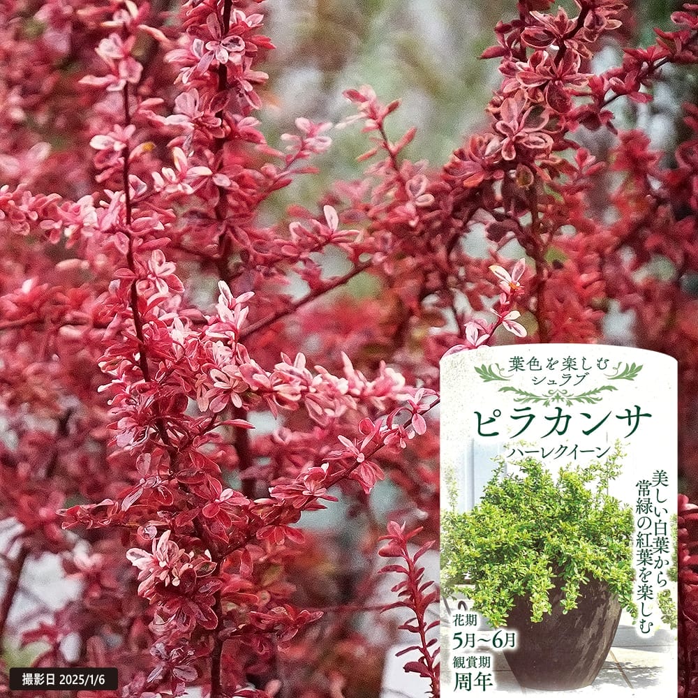 ピラカンサ ハーレークイーン 