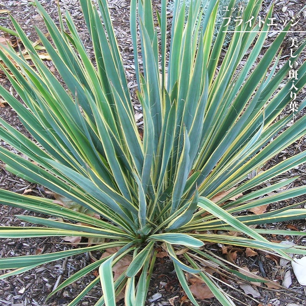 ユッカ ブライトエッジ 