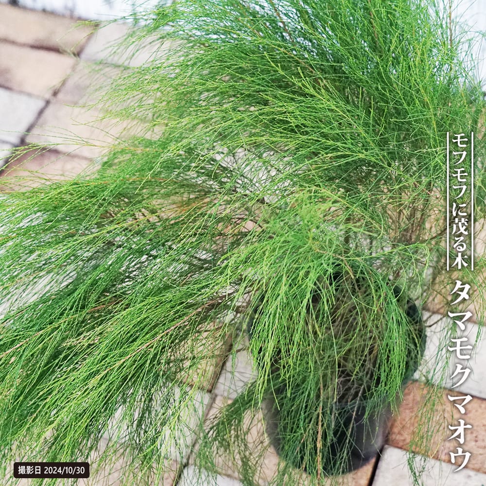 モクマオウ タマモクマオウ 苗 育て方 苗木部 By 花ひろばオンライン