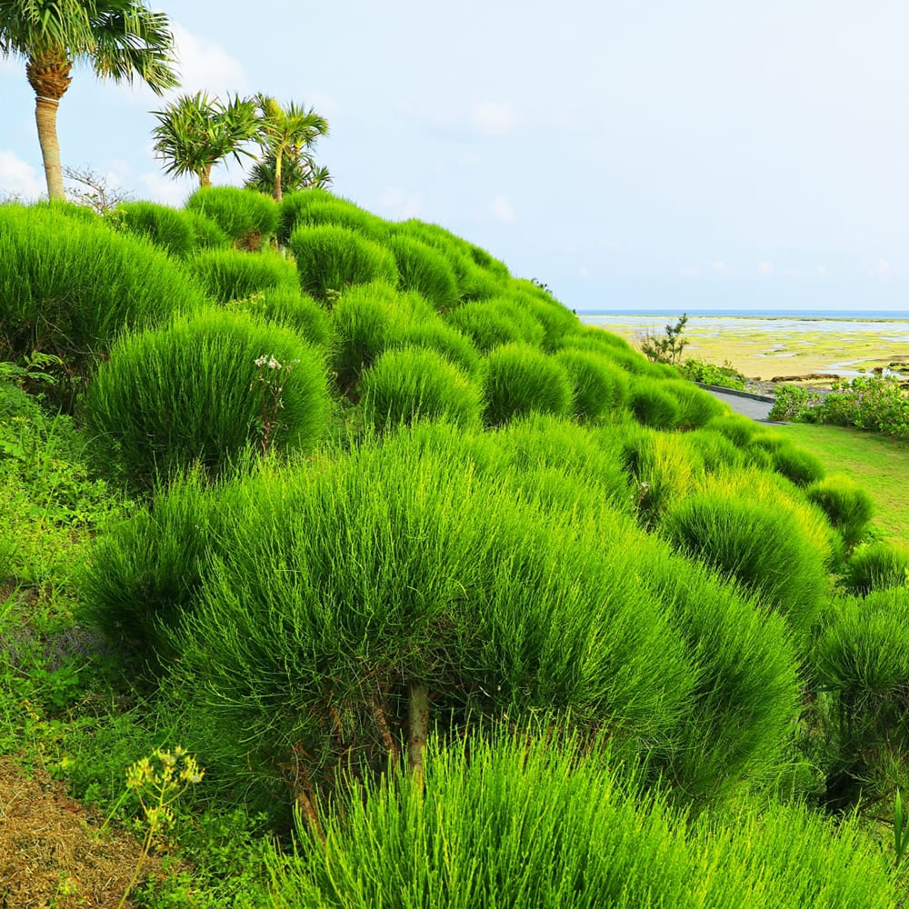 モクマオウ タマモクマオウ 苗 育て方 苗木部 By 花ひろばオンライン