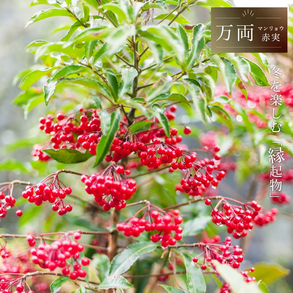 マンリョウ タカラブネ 