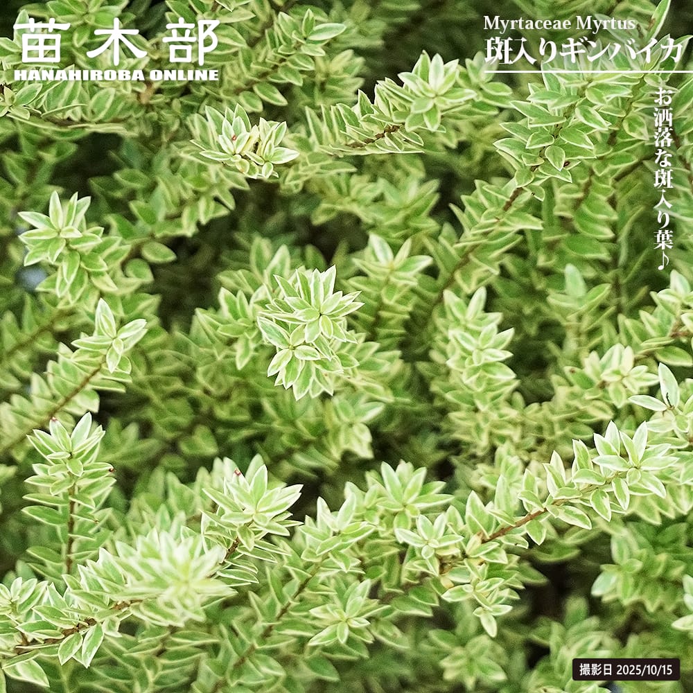 ギンバイカ 斑入り 