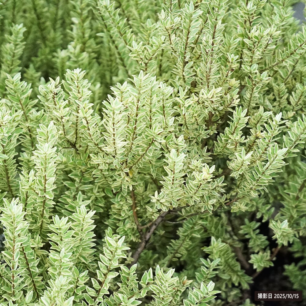 ギンバイカ 斑入り 2