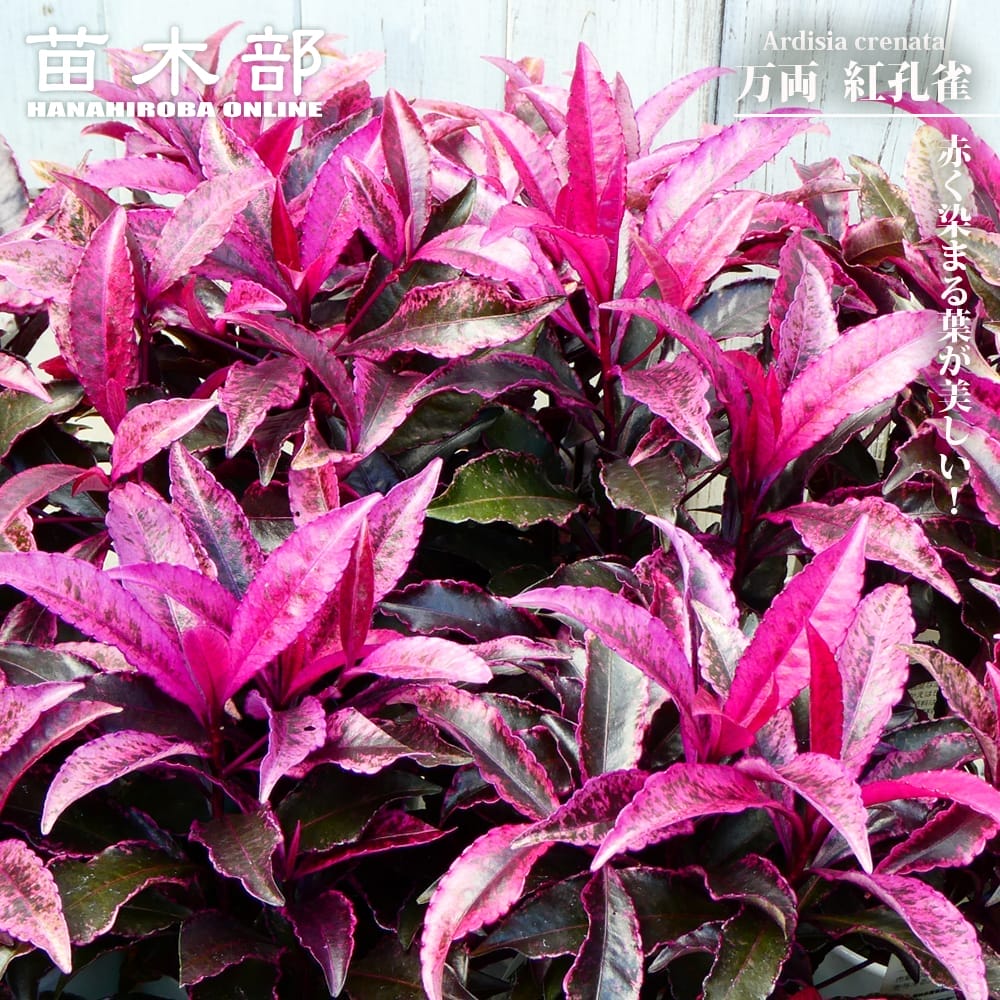 マンリョウ 紅孔雀 1