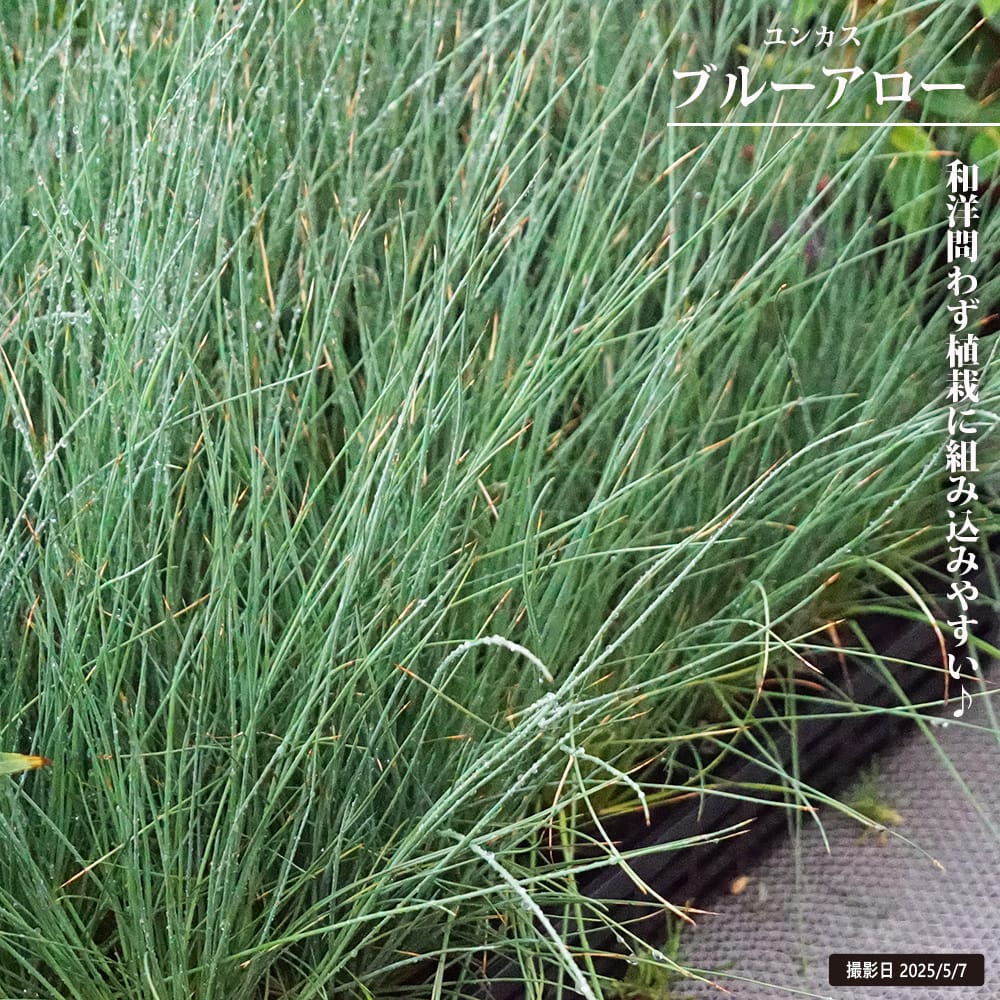 ユンカス ブルーアロー 2