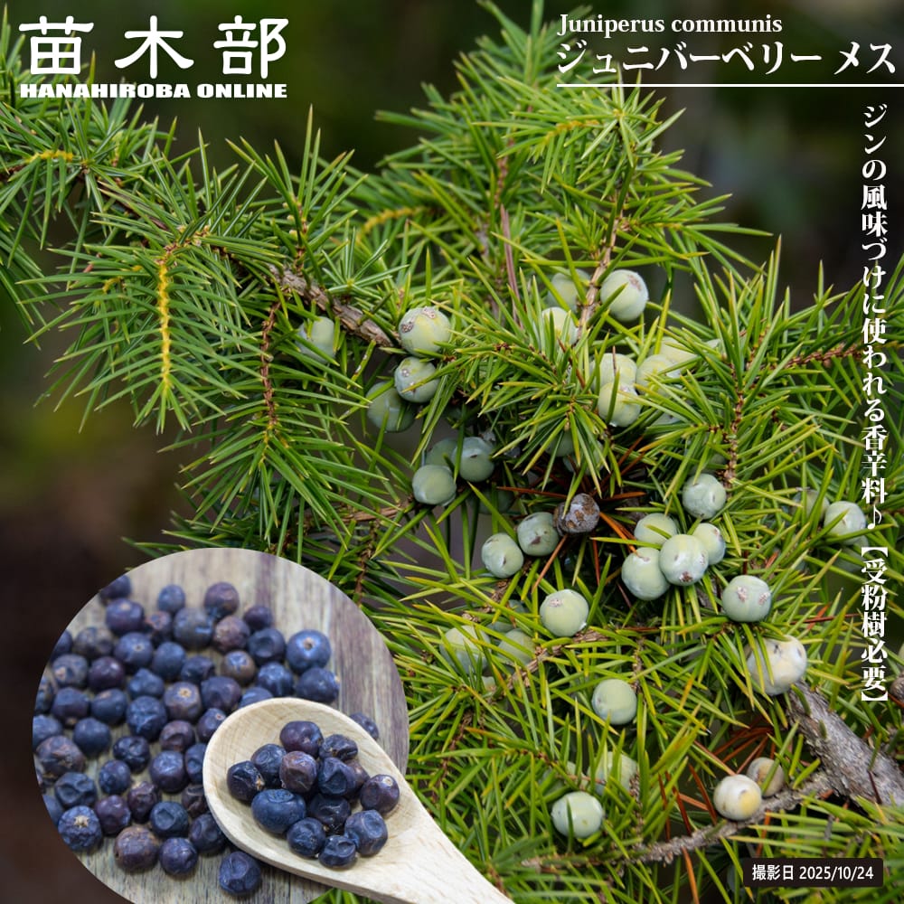 ネズ ジュニバーベリー 